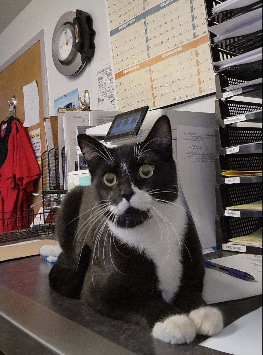 Bob Cat