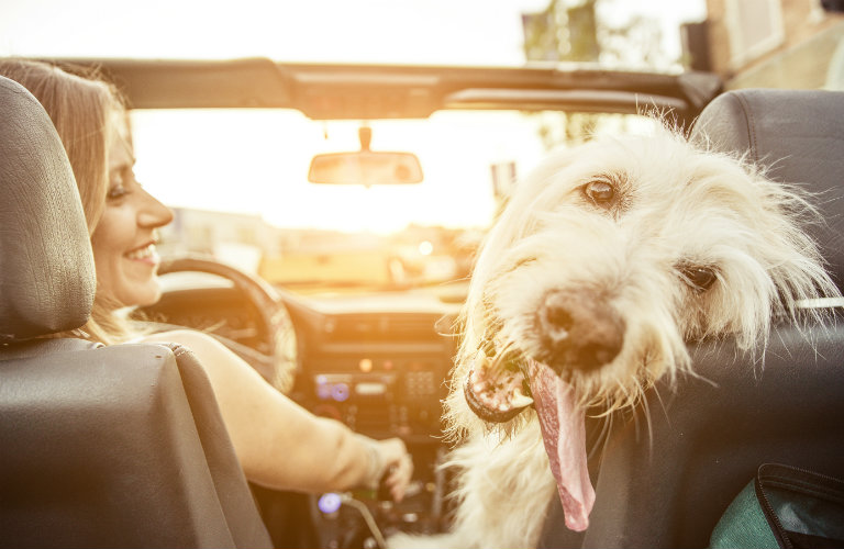 Tips for traveling with a dog