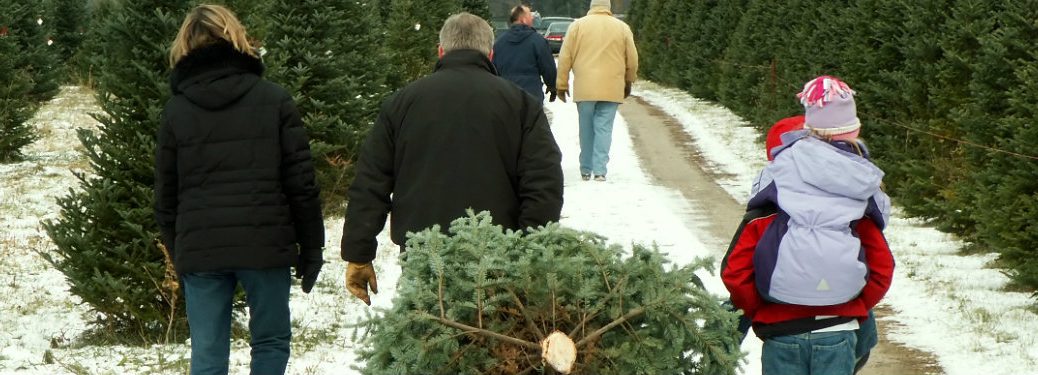 Christmas Tree Farms in Manitoba near Portage La Prairie