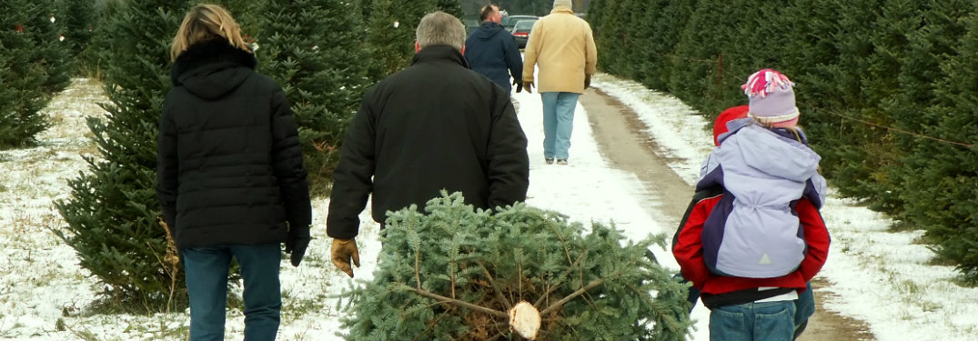 Celebrate Christmas By Finding the Perfect Tree