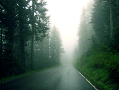 Forest road at night