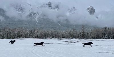 New Build Canmore March 2024