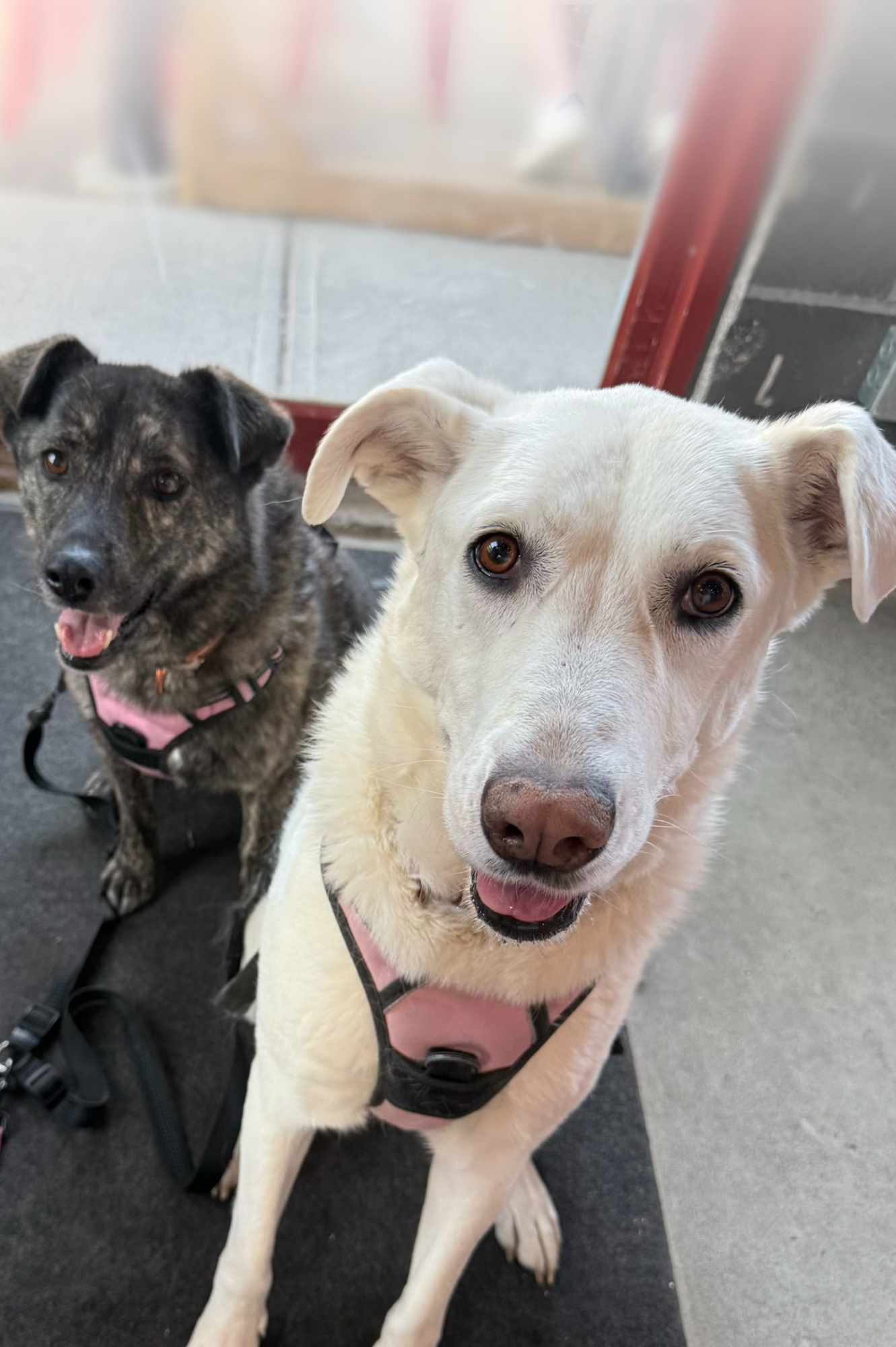 Izzy & Luna