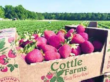 Cottle Strawberry Farm