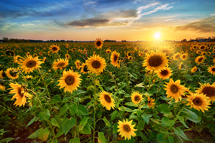 Sunflower field