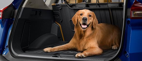 A golden retriever in the back of a blue Nissan Rogue.