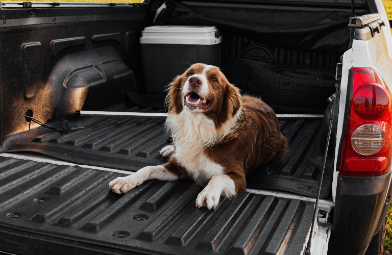 pickup bed with dog