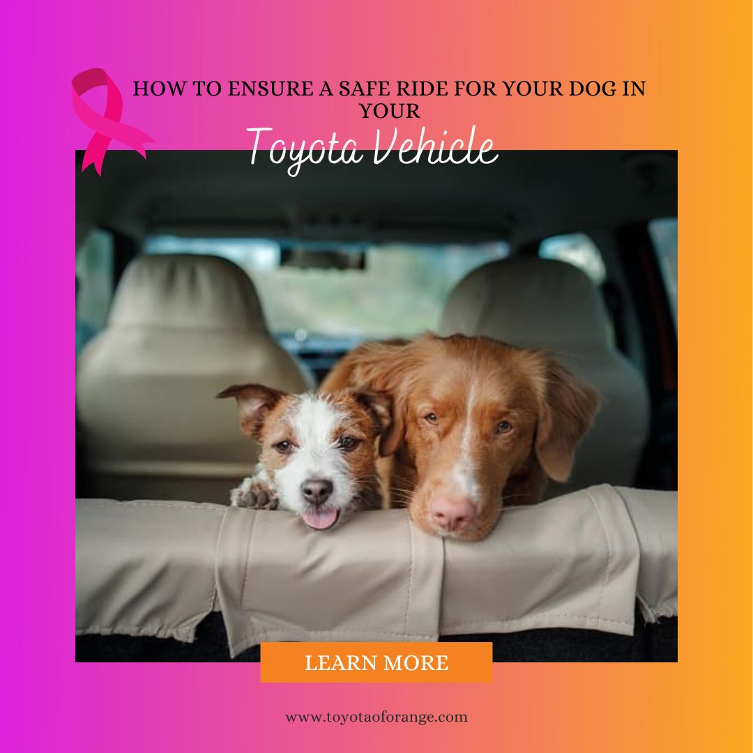 How Can I Keep My Dog Safe In The Car