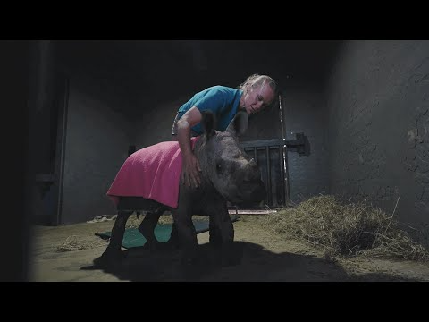 Introducing Benji the Rhino 🦏 | Grenadier x The Rhino Orphanage