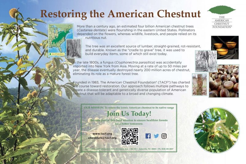 Chestnut-poster